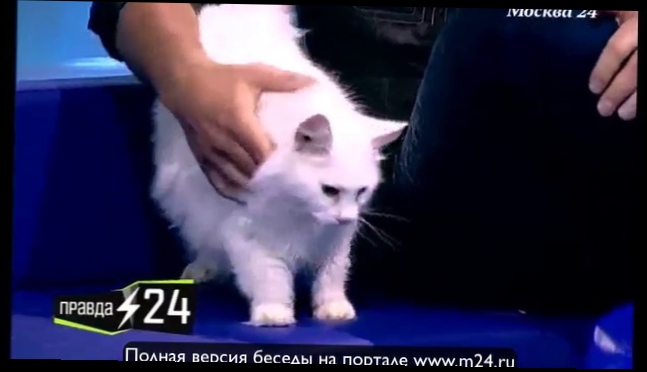 Александр Рыбак: «Кошки как девушки» 