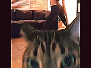 Смешной кот (девушка снимает себя на видео, селфи с котом, зарядка, забавный кот, растяжка, как похудеть быстро) 