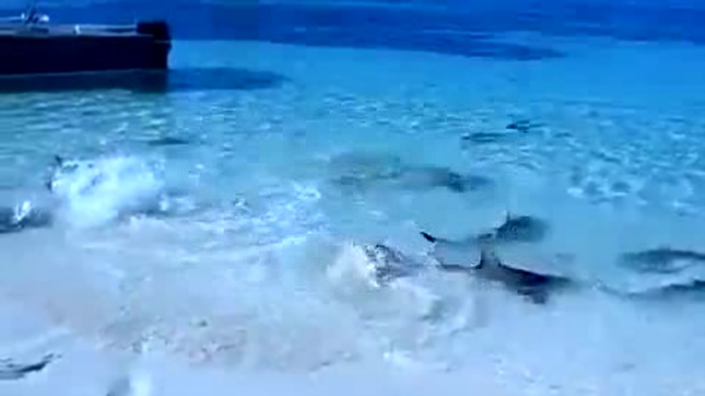 Акулы на пляже 